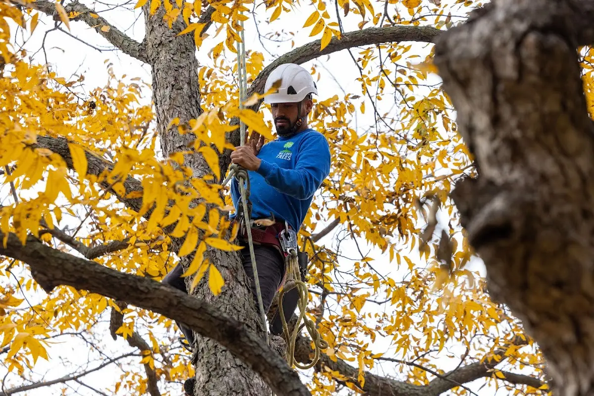 Skilled Tree Pruning crew working in Sandpoint